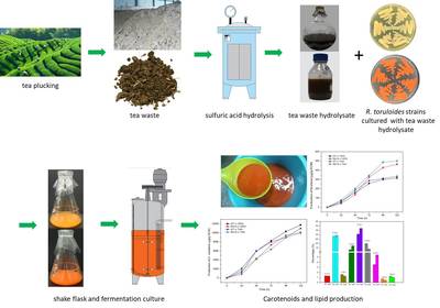 利用可再生生物質高效聯產抗氧化物質與微生物油脂 工程中心祁峰、黃建忠團隊研究成果登《Biotechnology for Biofuels》